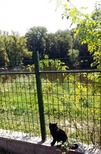 BLACKCATNET