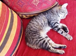SLEEPINGCATNET