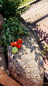 TOMATONET